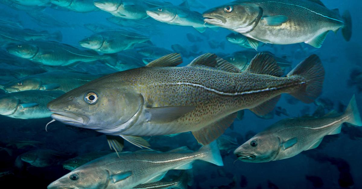 Unique portrayal of the Atlantic Cod, also called Cod Atlantik in Bahasa Indonesia.