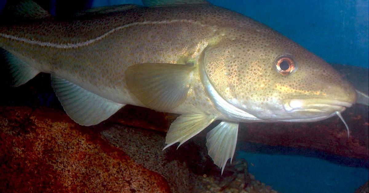 Glimpse of the Atlantic Cod, known in the scientific community as Gadus morhua.