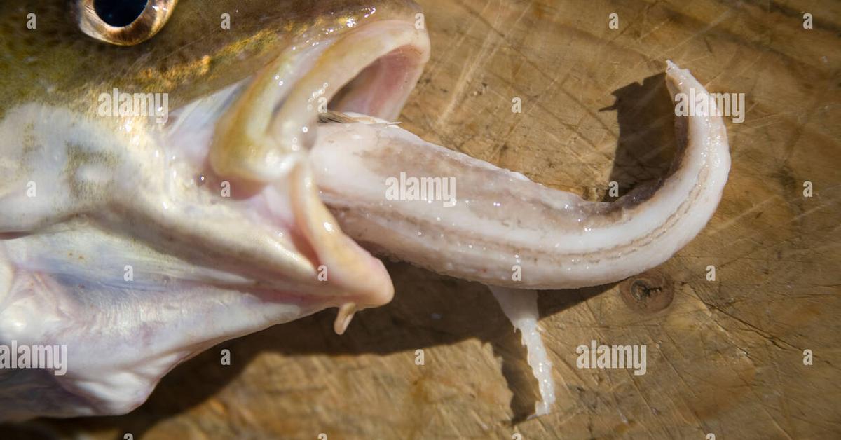 Image showcasing the Atlantic Cod, known in Indonesia as Cod Atlantik.