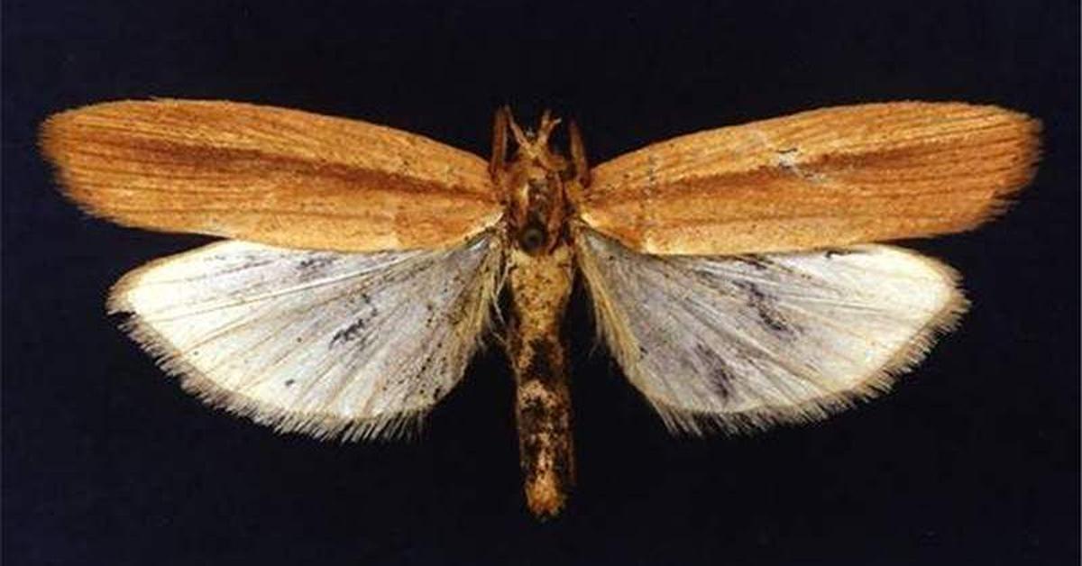 Picture of African Sugarcane Borer, known in Indonesia as Penggerek Tebu Afrika.