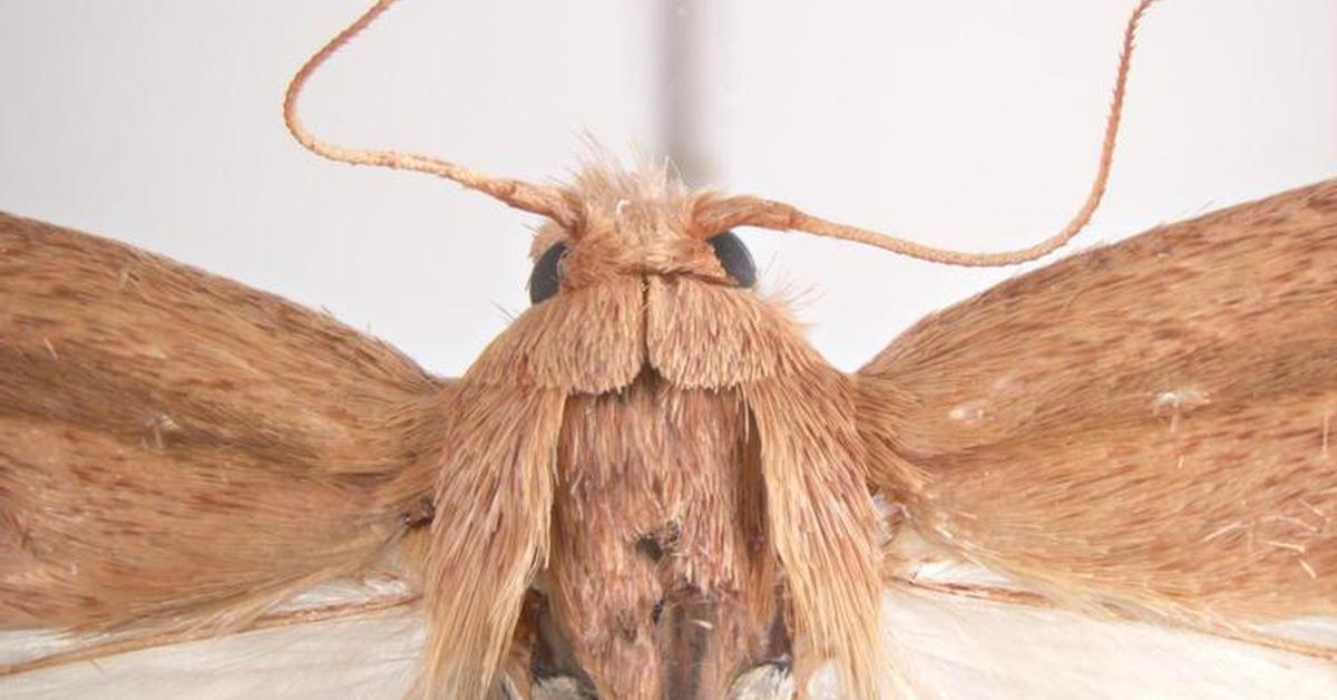 Visual representation of the African Sugarcane Borer, recognized in Indonesia as Penggerek Tebu Afrika.