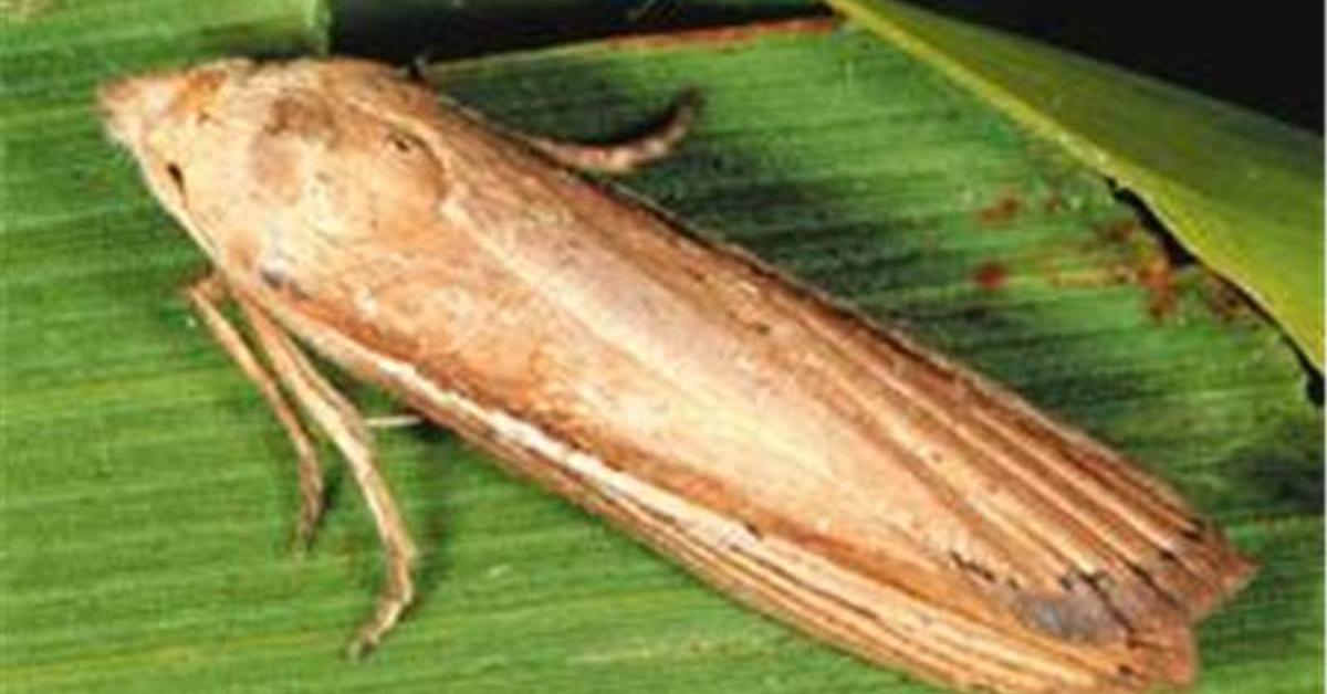 Captured beauty of the African Sugarcane Borer, or Eldana saccharina in the scientific world.