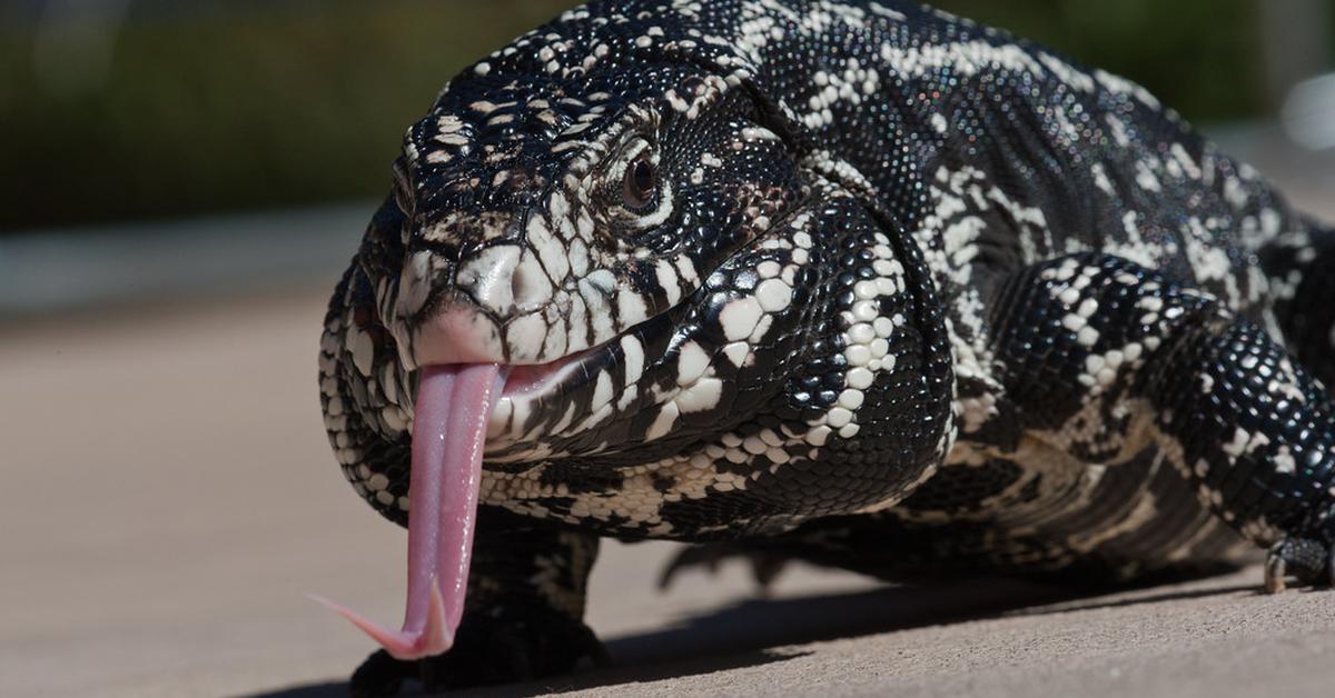 Stunning image of the Argentine Black And White Tegu (Salvator merianae), a wonder in the animal kingdom.