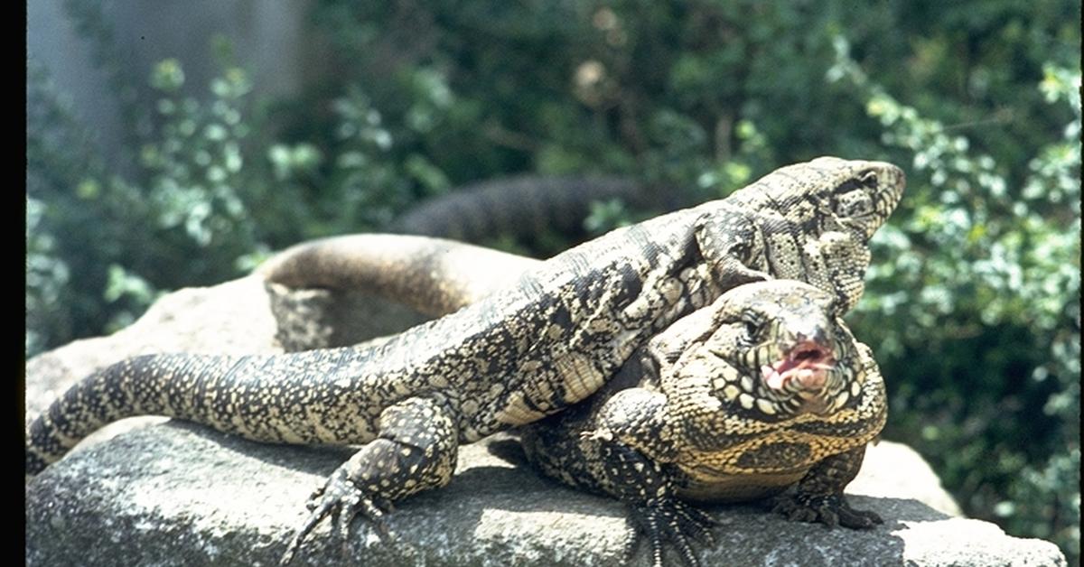 Close-up view of the Argentine Black And White Tegu, known as Tegu Hitam dan Putih Argentina in Indonesian.