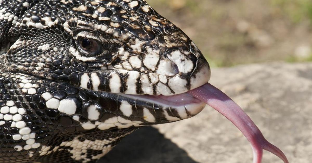 Iconic view of the Argentine Black And White Tegu, or Salvator merianae, in its habitat.