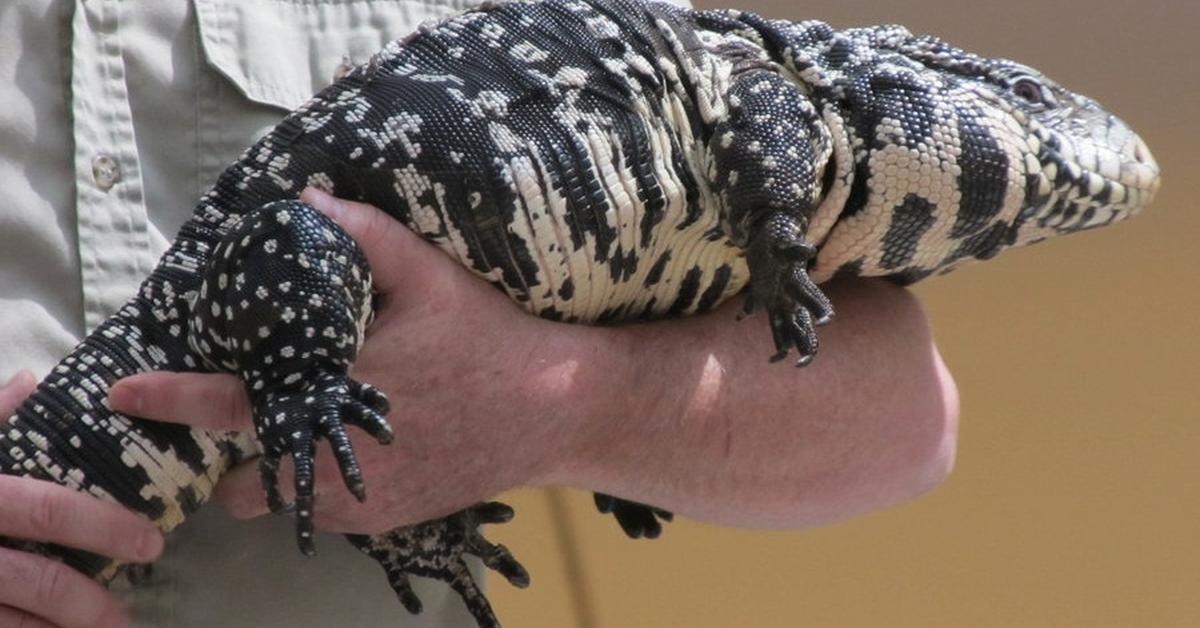 Captivating presence of the Argentine Black And White Tegu, a species called Salvator merianae.