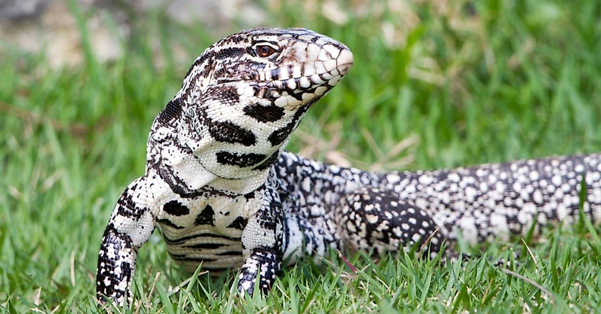 The Argentine Black And White Tegu, a beautiful species also known as Tegu Hitam dan Putih Argentina in Bahasa Indonesia.