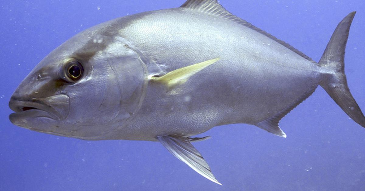 Engaging shot of the Amberjack, recognized in Indonesia as Ikan Amberjack.