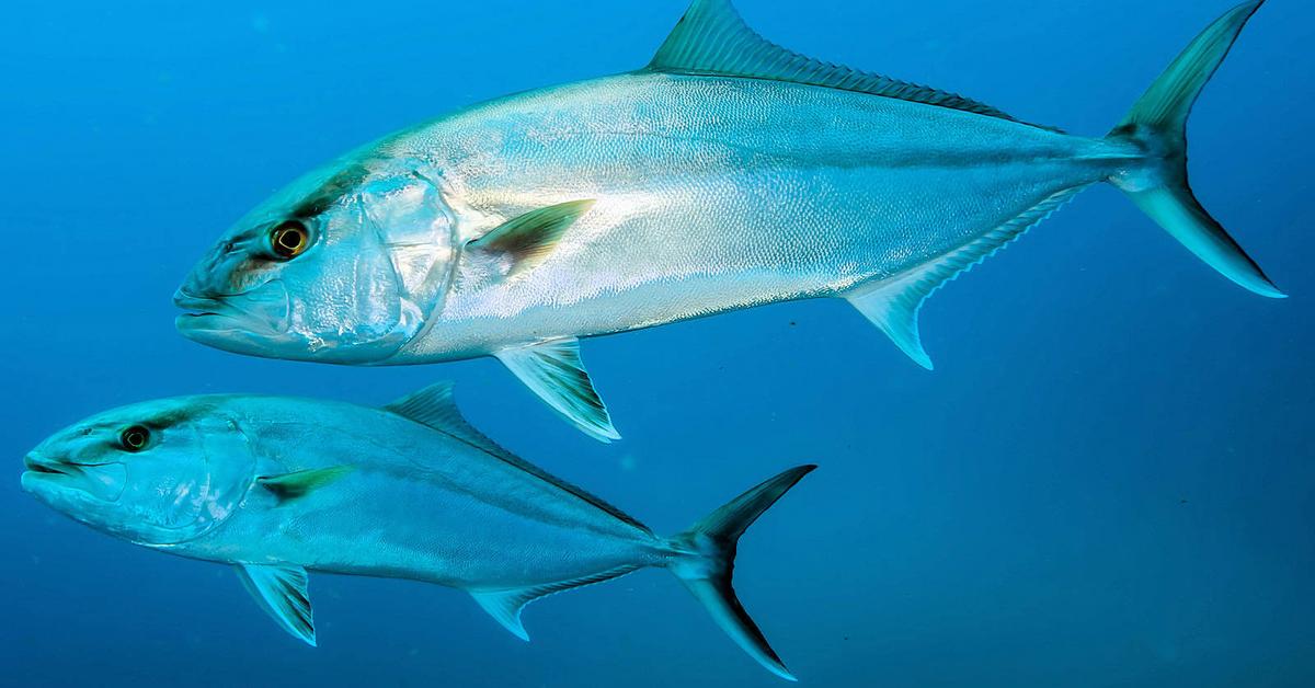 Stunning depiction of Amberjack, also referred to as Seriola.