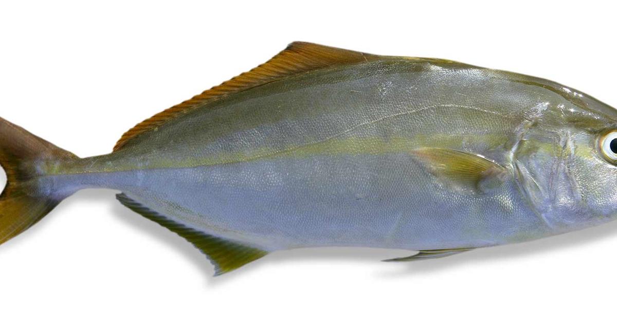 Elegant portrayal of the Amberjack, also known as Seriola.