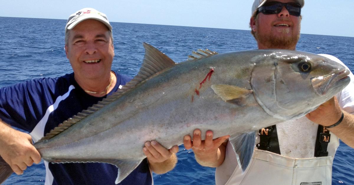 Splendid image of the Amberjack, with the scientific name Seriola.