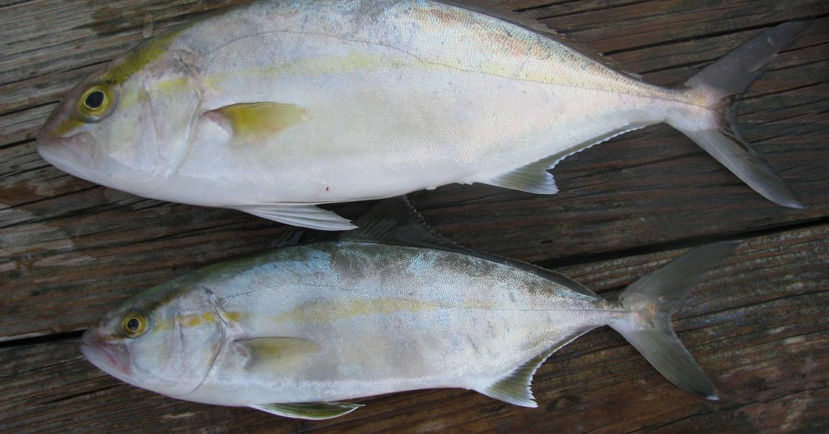 Distinctive Amberjack, in Indonesia known as Ikan Amberjack, captured in this image.