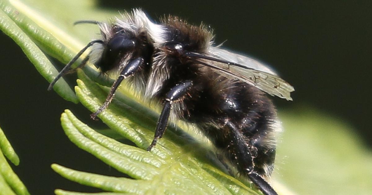 Photographic depiction of the unique Ashy Mining Bee, locally called Lebah Tambang Abu-Abu.