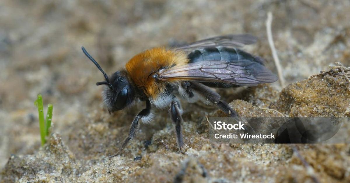 The Ashy Mining Bee in its natural beauty, locally called Lebah Tambang Abu-Abu.