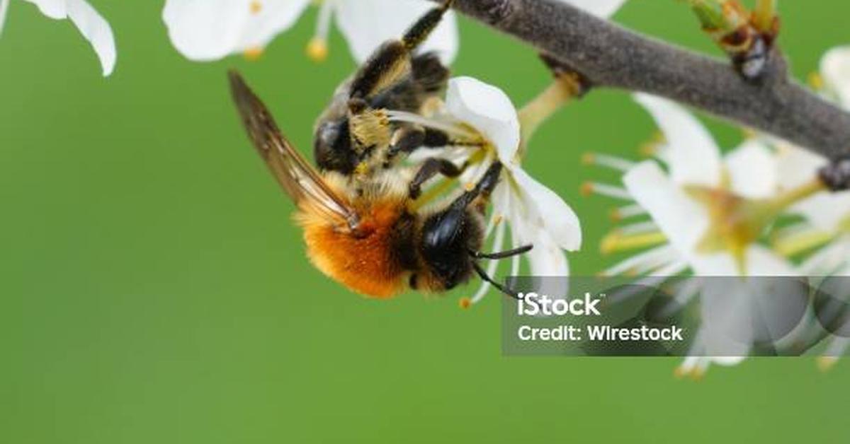 Exquisite image of Ashy Mining Bee, in Indonesia known as Lebah Tambang Abu-Abu.