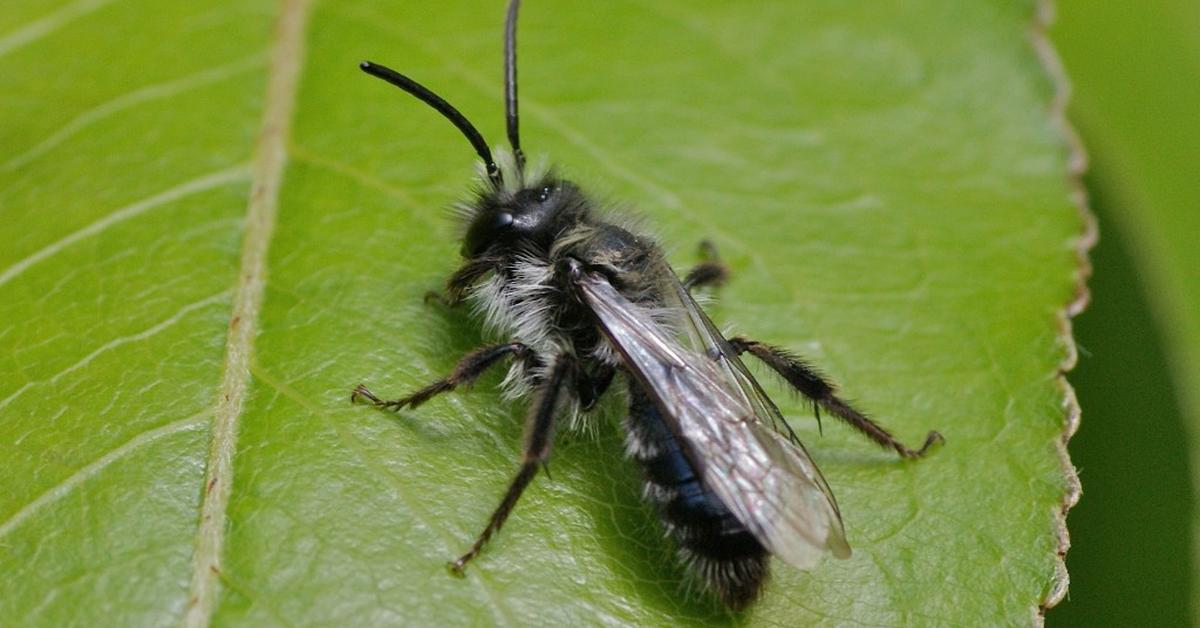 Engaging shot of the Ashy Mining Bee, recognized in Indonesia as Lebah Tambang Abu-Abu.