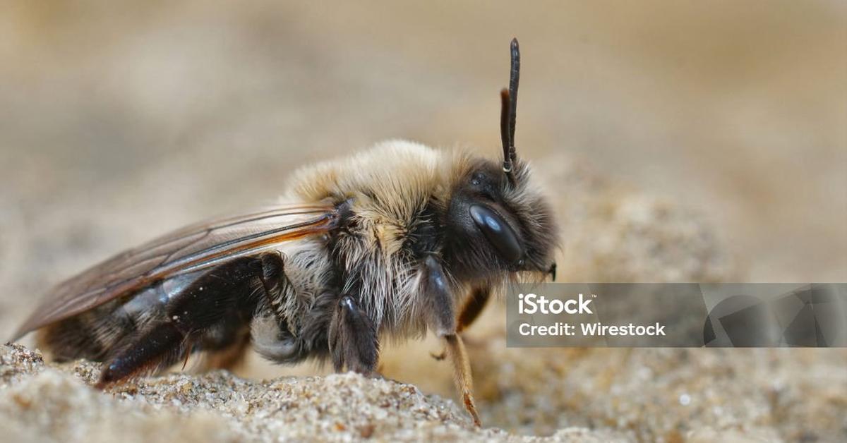 A beautiful representation of the Ashy Mining Bee, scientifically Andrena cineraria.