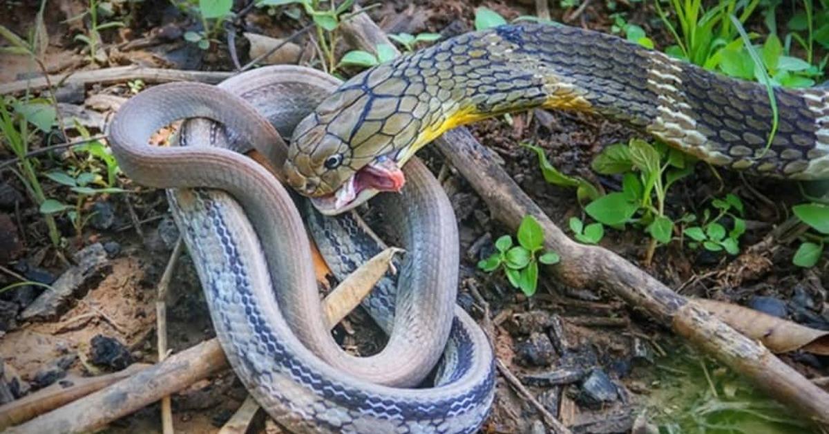 Captured moment of the Agkistrodon Contortrix, in Indonesia known as Ular Kobra
.