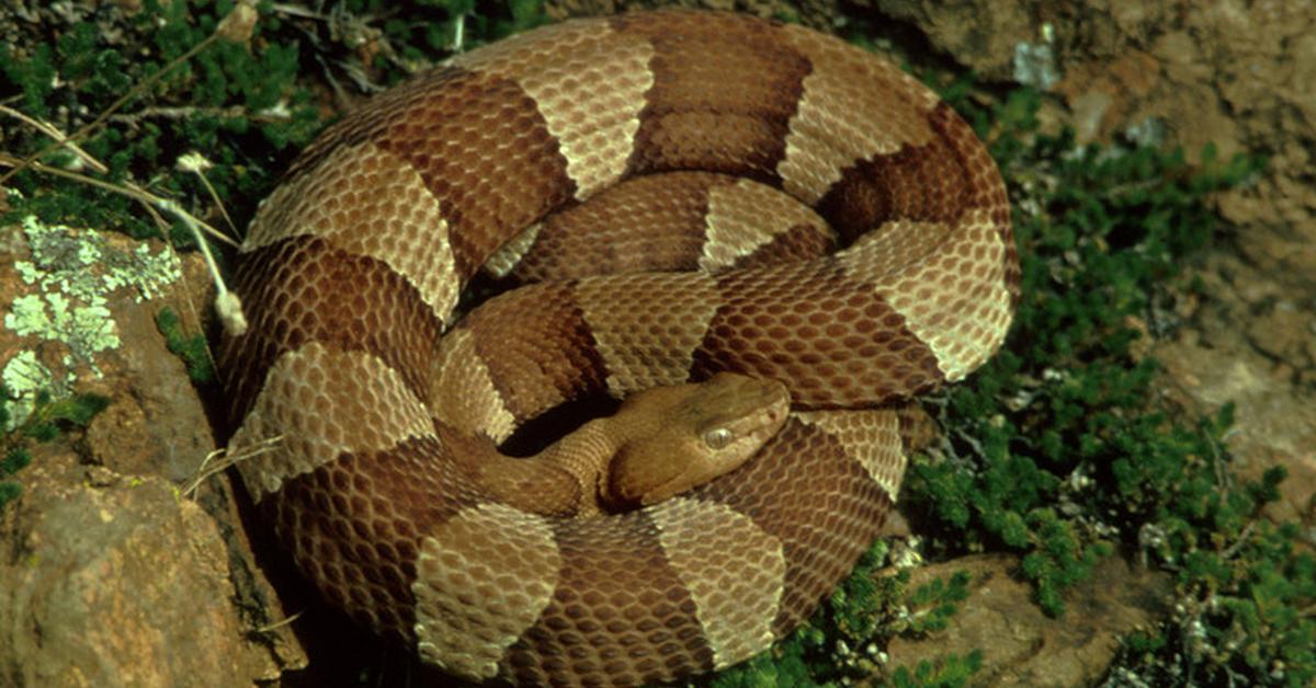 Charming view of the Agkistrodon Contortrix, in Indonesia referred to as Ular Kobra.