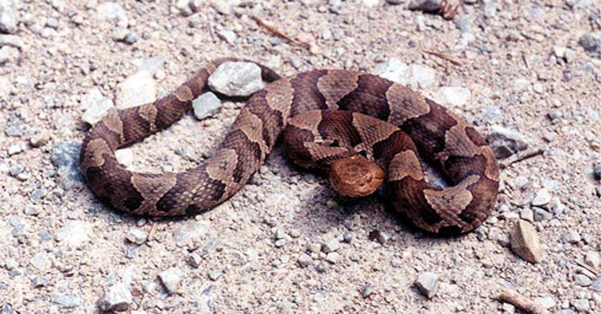 Photogenic Agkistrodon Contortrix, scientifically referred to as Agkistrodon contortrix.