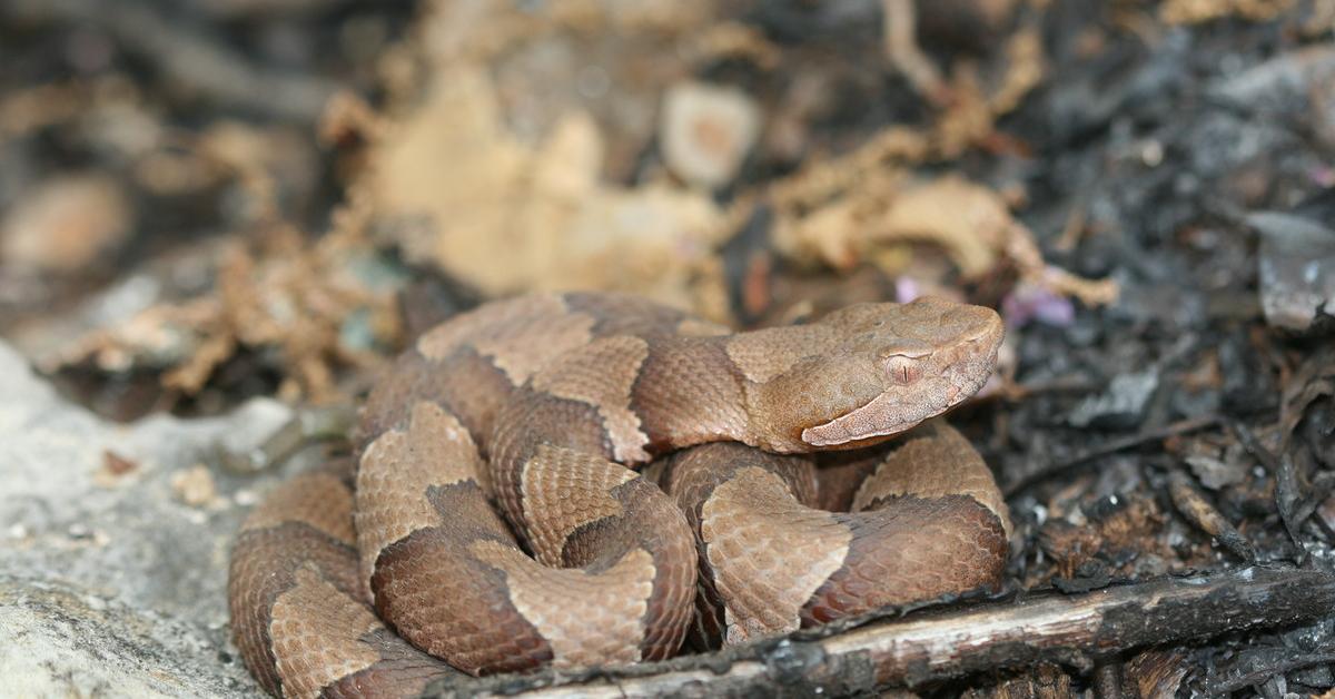 Vivid image of the Agkistrodon Contortrix, or Ular Kobra in Indonesian context.