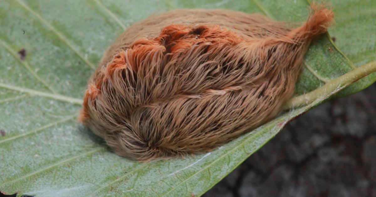 Close-up view of the Asp Caterpillar, known as Ulat Bulu Asp in Indonesian.