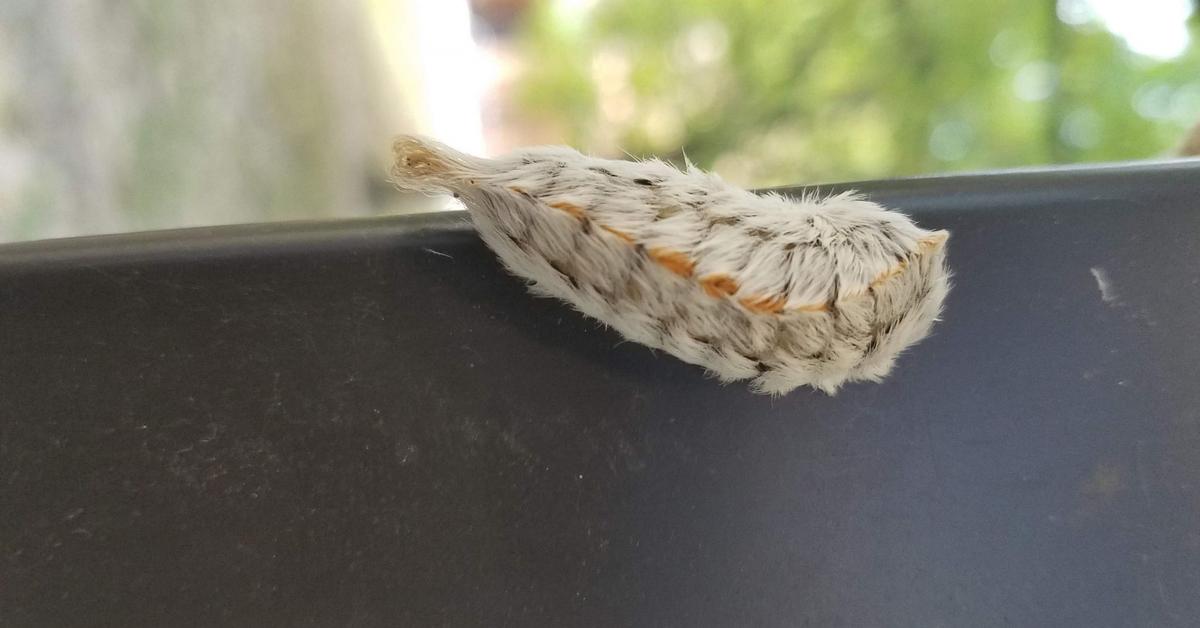 The majestic Asp Caterpillar, also called Ulat Bulu Asp in Indonesia, in its glory.