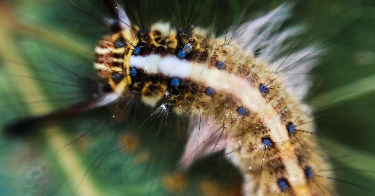 Photogenic Asp Caterpillar, scientifically referred to as Megalopyge opercularis.