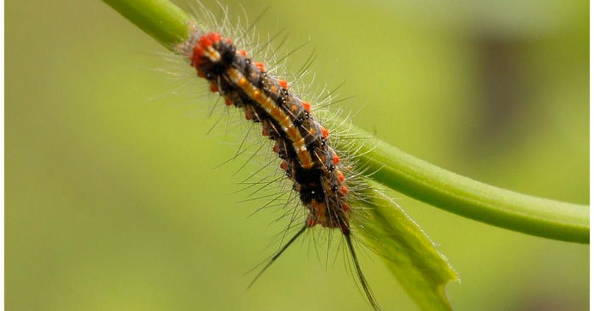 Photograph of the unique Asp Caterpillar, known scientifically as Megalopyge opercularis.