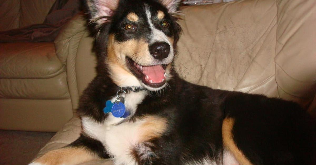 Dynamic image of the Australian Shepherd Mix, popularly known in Indonesia as Campuran Anjing Gembala Australia.