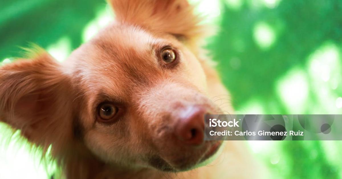 The fascinating Australian Shepherd Mix, scientifically known as Canis lupus.