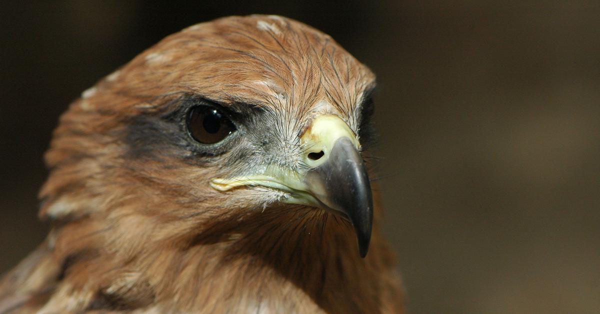 Captivating presence of the Australian Firehawk, a species called Hamartigenia.