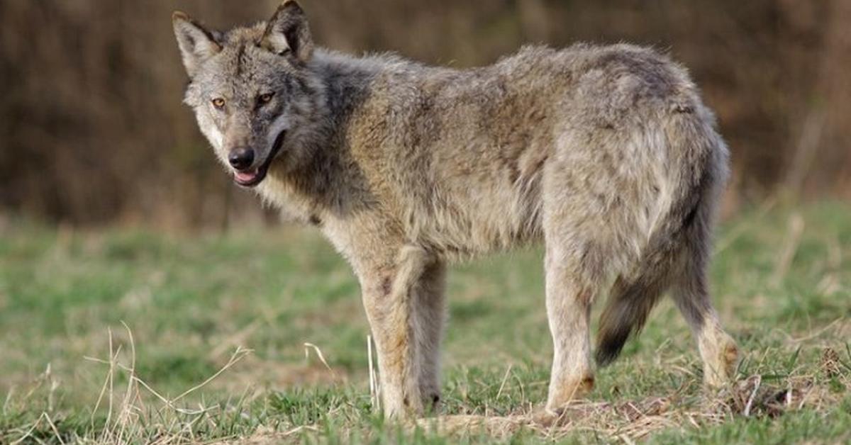 Captured moment of the Arabian Wolf, in Indonesia known as Serigala Arab.