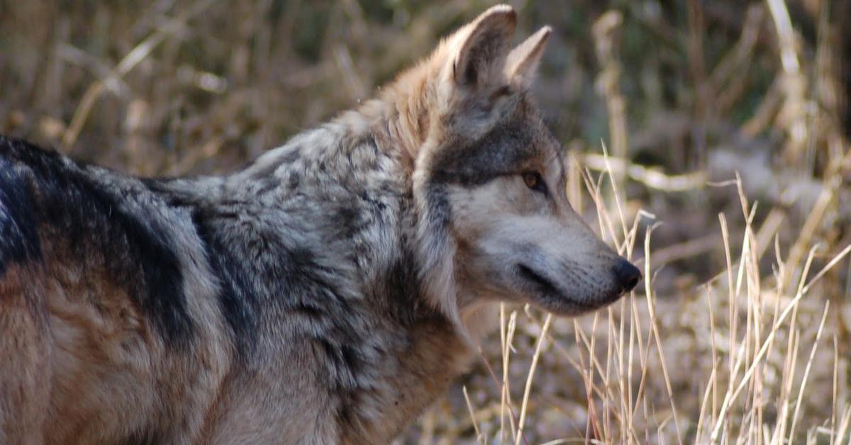 The fascinating Arabian Wolf, scientifically known as C. lupus arabs.