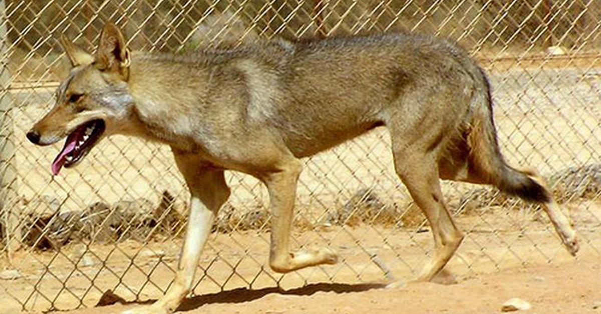 Visual representation of the Arabian Wolf, recognized in Indonesia as Serigala Arab.