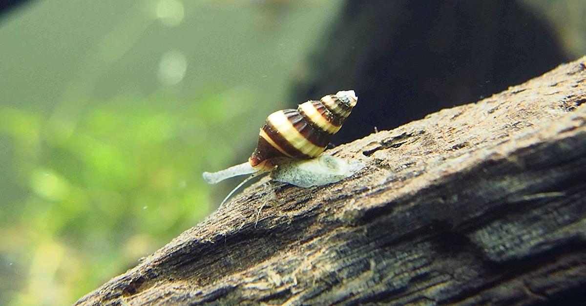 Stunning image of the Assassin Snail (Clea helena), a wonder in the animal kingdom.