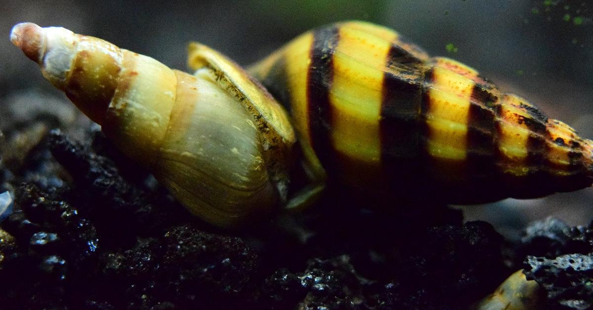 Photographic depiction of the unique Assassin Snail, locally called Siput Pembunuh.