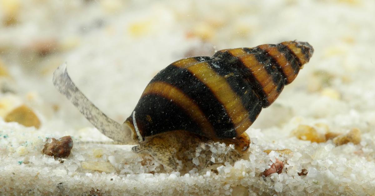 Vivid image of the Assassin Snail, or Siput Pembunuh in Indonesian context.