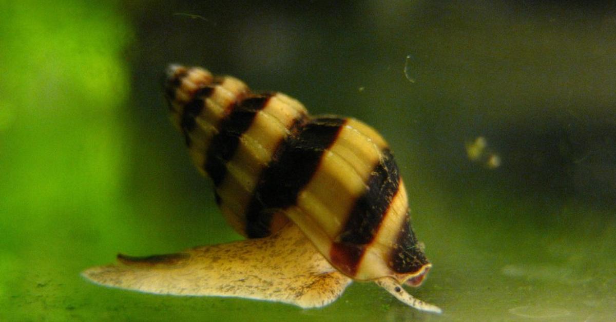 A beautiful representation of the Assassin Snail, scientifically Clea helena.