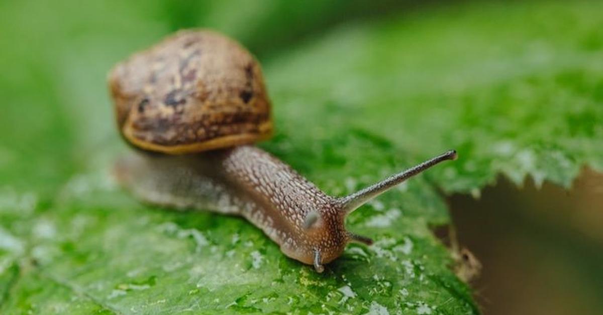 Enchanting Assassin Snail, a species scientifically known as Clea helena.