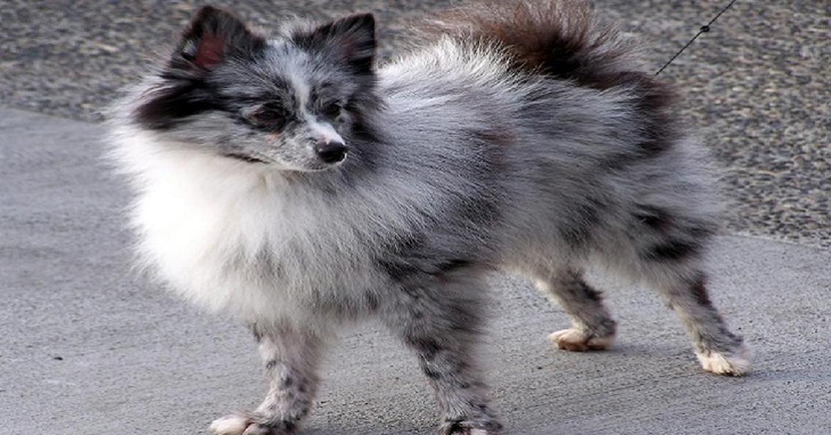 Stunning image of the Aussiepom (Canis lupus familiaris), a wonder in the animal kingdom.