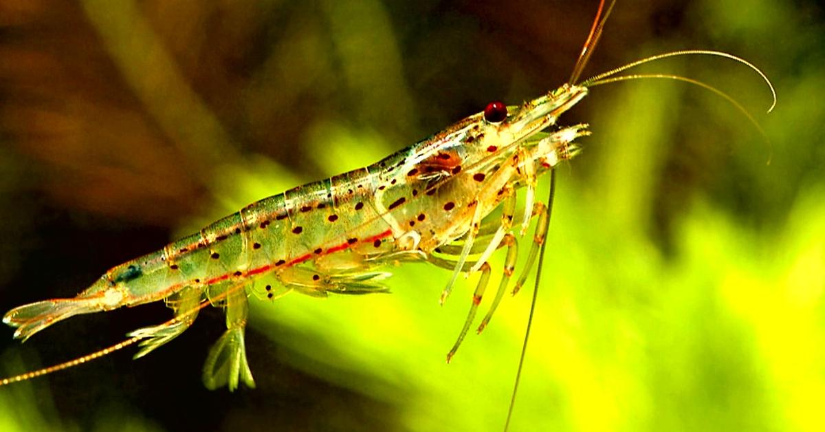 Detailed shot of the Amano Shrimp, or Caridina multidentata, in its natural setting.