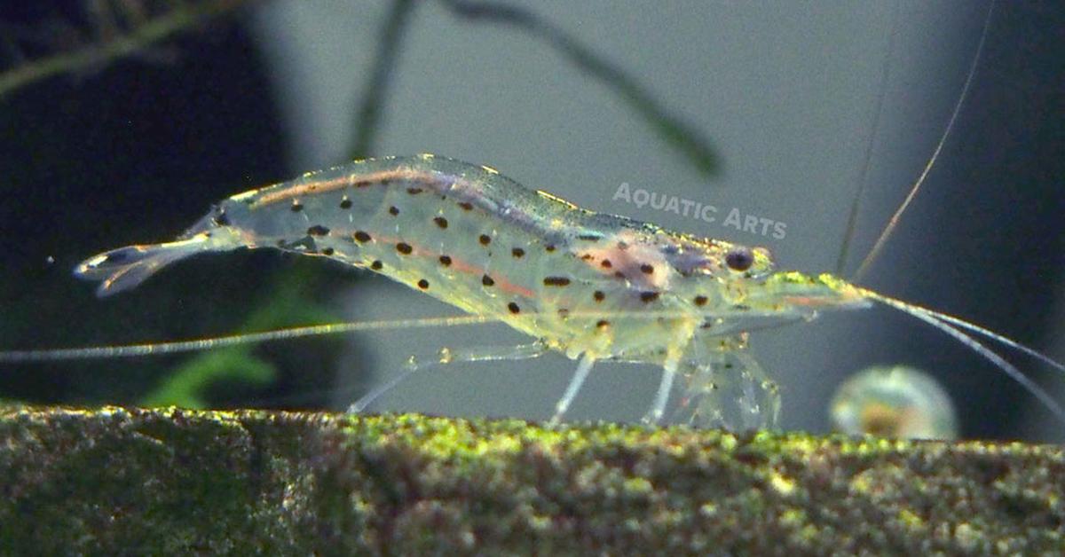 Close encounter with the Amano Shrimp, scientifically called Caridina multidentata.