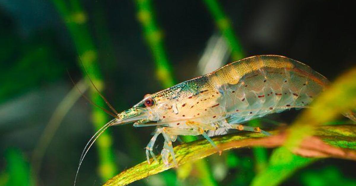 Engaging shot of the Amano Shrimp, recognized in Indonesia as Udang Amano.