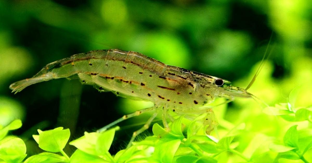 Glimpse of the Amano Shrimp, known in the scientific community as Caridina multidentata.