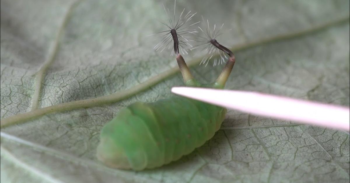 Photographic depiction of the unique Angled Sunbeam Caterpillar, locally called Ulat Kupu-kupu Sinar Matahari Miring.