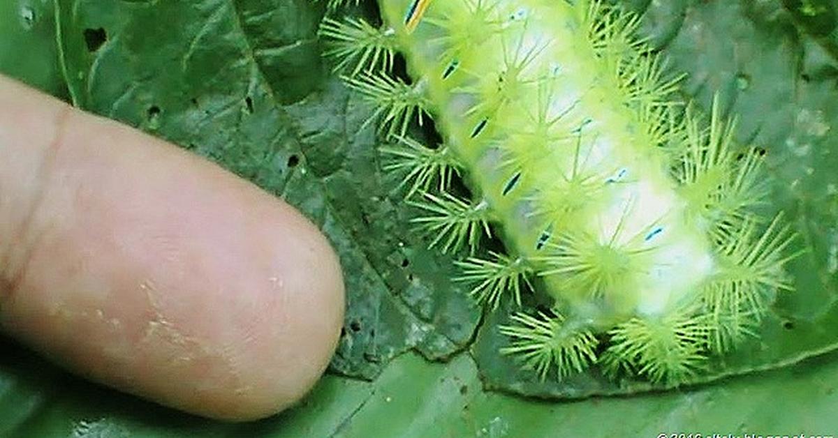 The fascinating Angled Sunbeam Caterpillar, scientifically known as Curetis acuta.