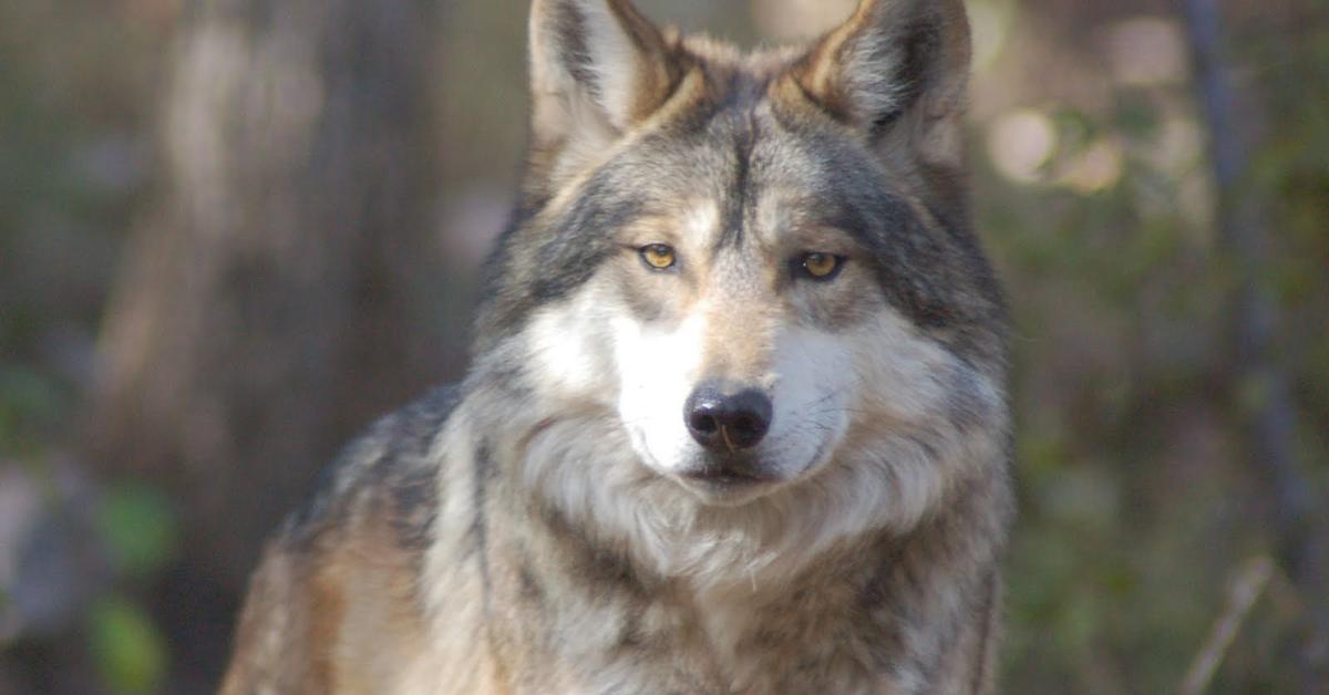 Dynamic image of the Apennine Wolf, popularly known in Indonesia as Serigala Apennine.