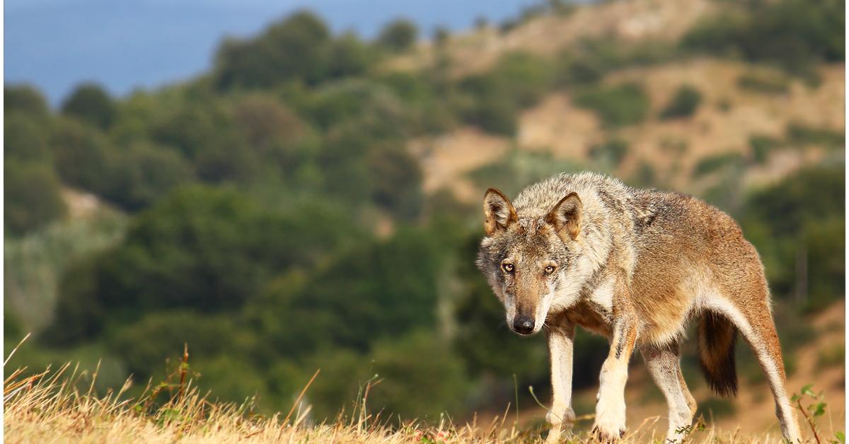 Photograph of the unique Apennine Wolf, known scientifically as C. lupus.