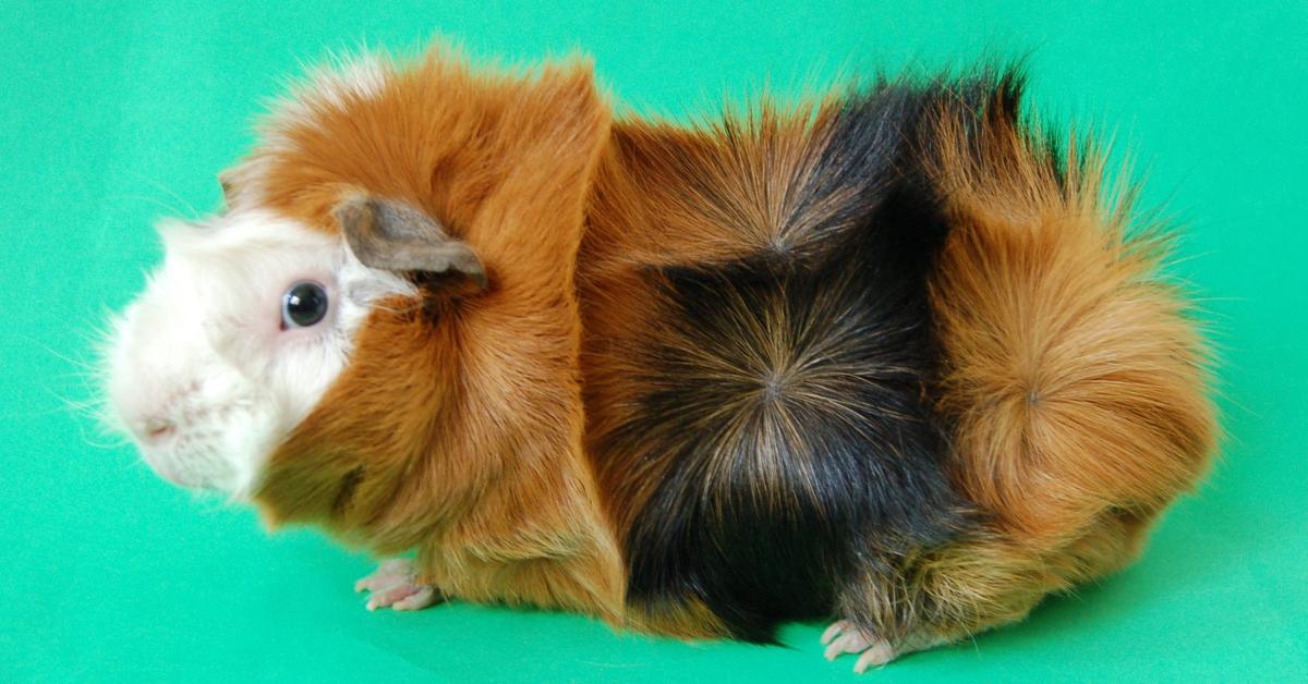 Distinctive Abyssinian Guinea Pig, in Indonesia known as Babi Guinea Abyssinian, captured in this image.